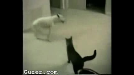 Куче И Котка Си Играят