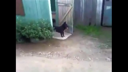 Куче и врата
