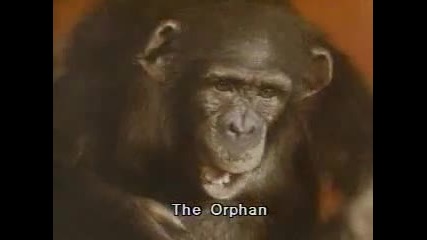 Orphan-трейлър