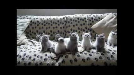 котенца