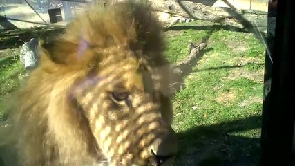 Лъв се опитва да изяде бебе !