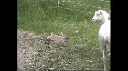 Заек в Швеция се научи да пасе овце