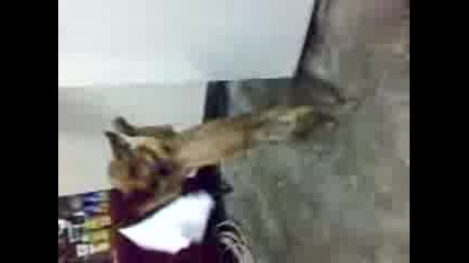 Ku4e6ko horo.mp4