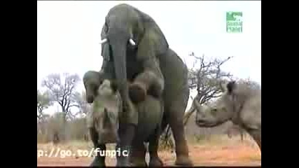 Слон Опъва Носорог На Задна :) Дзъма