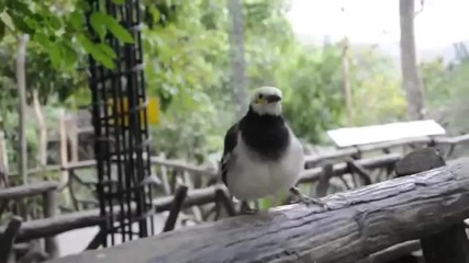 Смешна птица повтаря всички звуци, които чува!