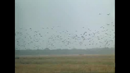 Жесток Романс