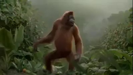 Маймуна орангутан танцува в джунглата (реклама)