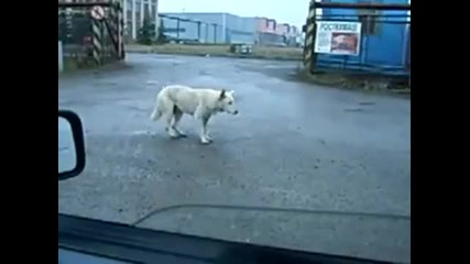 Смешен танц с куче