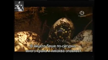 Бебетата в Природата - Порастване Част 1/3