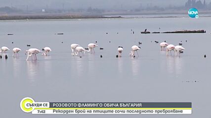 Рекорден брой розово фламинго у нас