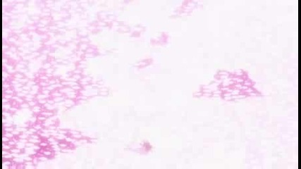 Bleach 197 Бг Суб Високо Качество