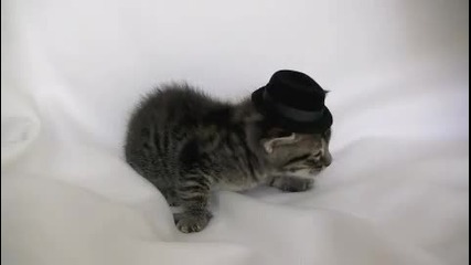 Сладко котенце с шапчица