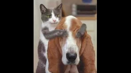 Cat And Dogs 2