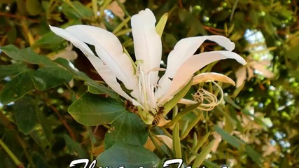 Flora and Fauna Argentina