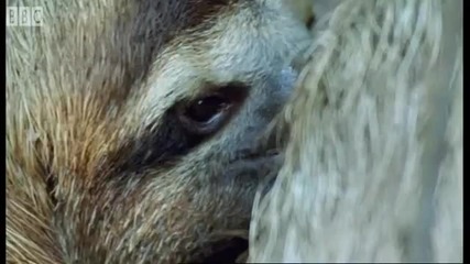 Attenborough-казвайки Бу на ленивец