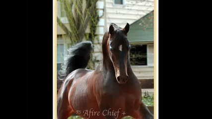 Arabin Horses (h) Make Me...beautiful..