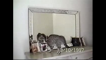 Коте + Огледало = Смях!