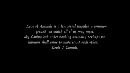 Animals Love