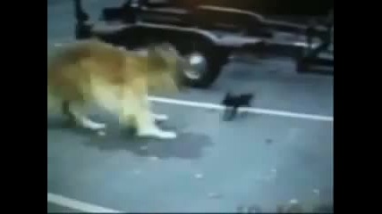 Много яки падания
