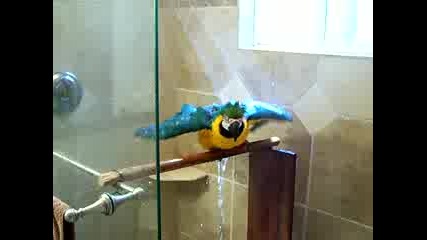 Папагал си взима душ