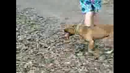 Таисана 2