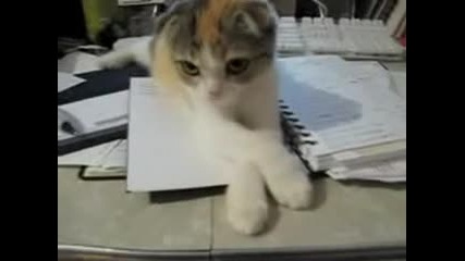 смешно котенце