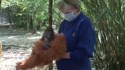 Бебе орангутан Роден в Хюстън Zoo 