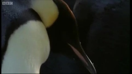Императорски пингвини на южния полюс. 