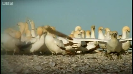 Epic Gannet journeys - Animal Camera - Bbc 
