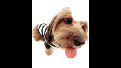 The Dog ^.^