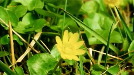 Montovani -memory