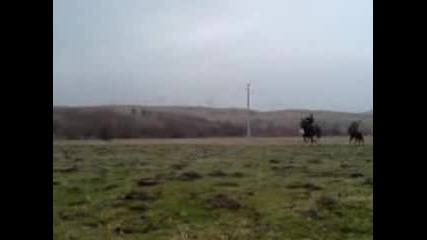 Бягането с коне в Златица - 2011