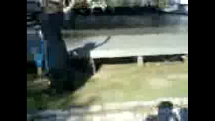 Луда танцува