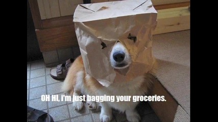very funny dogs 