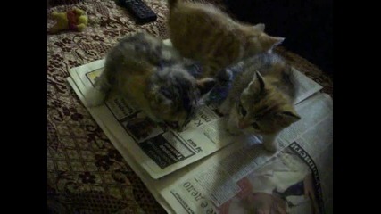 Котета