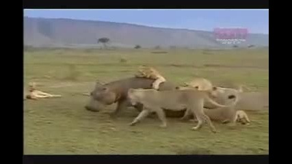 Група Лъвчета се опитват да повалят един хипопотам!