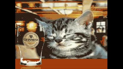 Забавни Котки