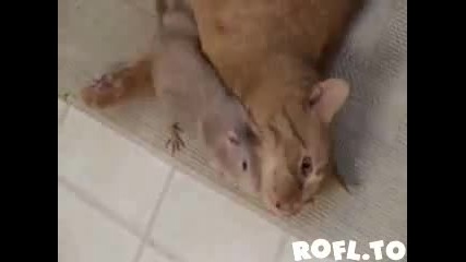 Големи Сладурковци - Котка И Мишле ! 