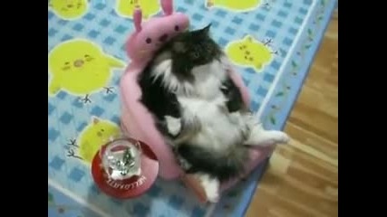 Мързеливо коте гледа телевизор като човек