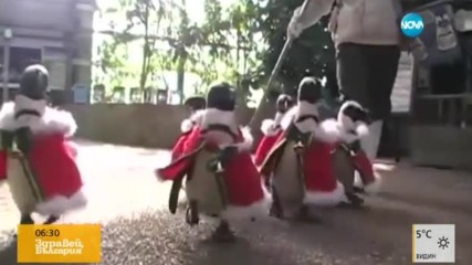 Пингвини, облечени като Дядо Коледа