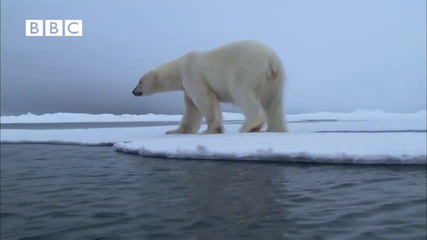 Полярна мечка атакува тюлен с нинджа умения