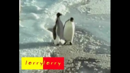 Внимание тънък лед !!! Пингвин спъва друг пингвин