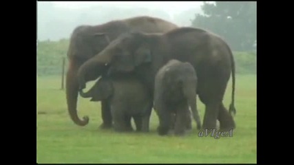 Слон - Тангра - Детска песничка 