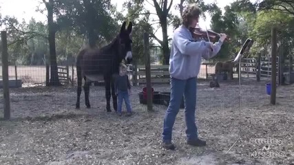 Duet with Donkey donkeyotee