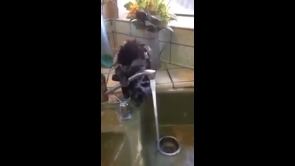 Такова видео със сигурност не сте виждали! Гледайте как маймунка взима душ!