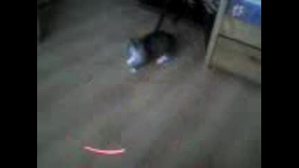 луда котка.3gp