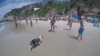 Куче играе с приятелите си на плажа! :)