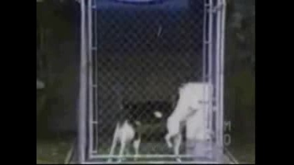 Funny Walking Dog