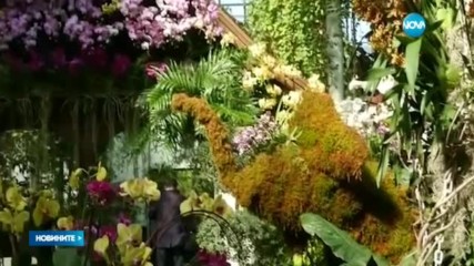 2000 орхидеи изпълниха Ботаническата градина в Ню Йорк