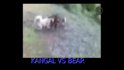Два турски кангала се бият срещу мечка!!!
